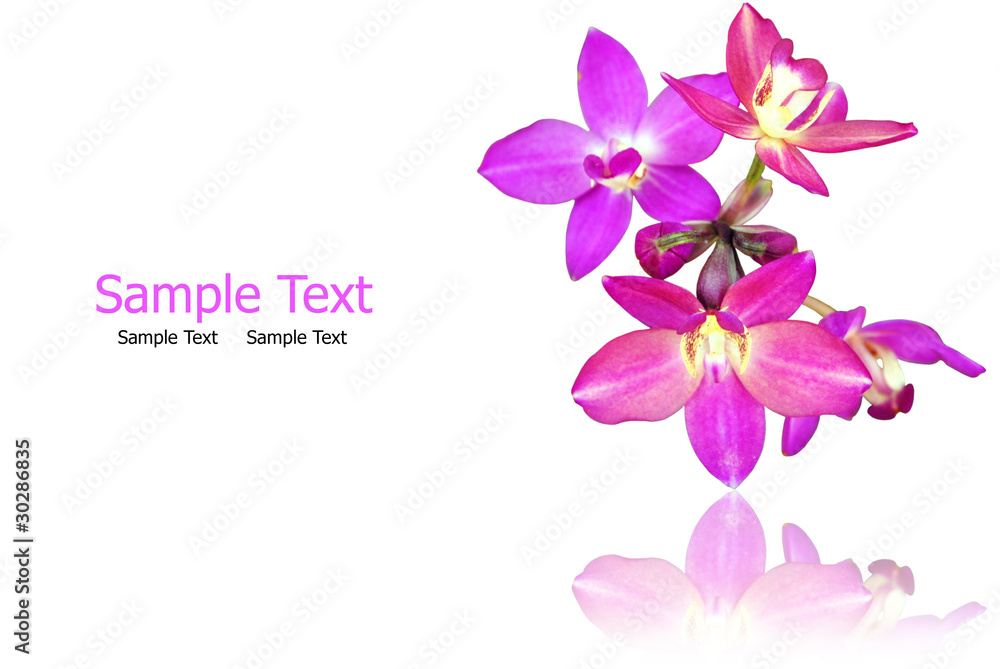 Purple orchid isolate on the white. in Thailand. Purple orchid isolate on the white. in Thailand.