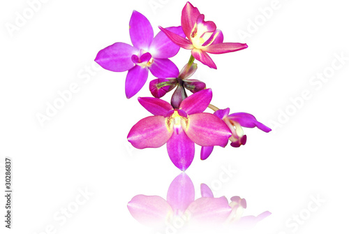 Purple orchid isolate on the white. in Thailand.