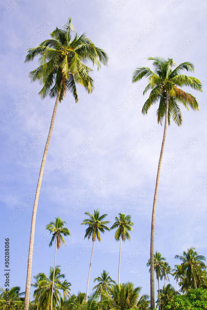 Obraz premium Coconut Palm Trees Grove