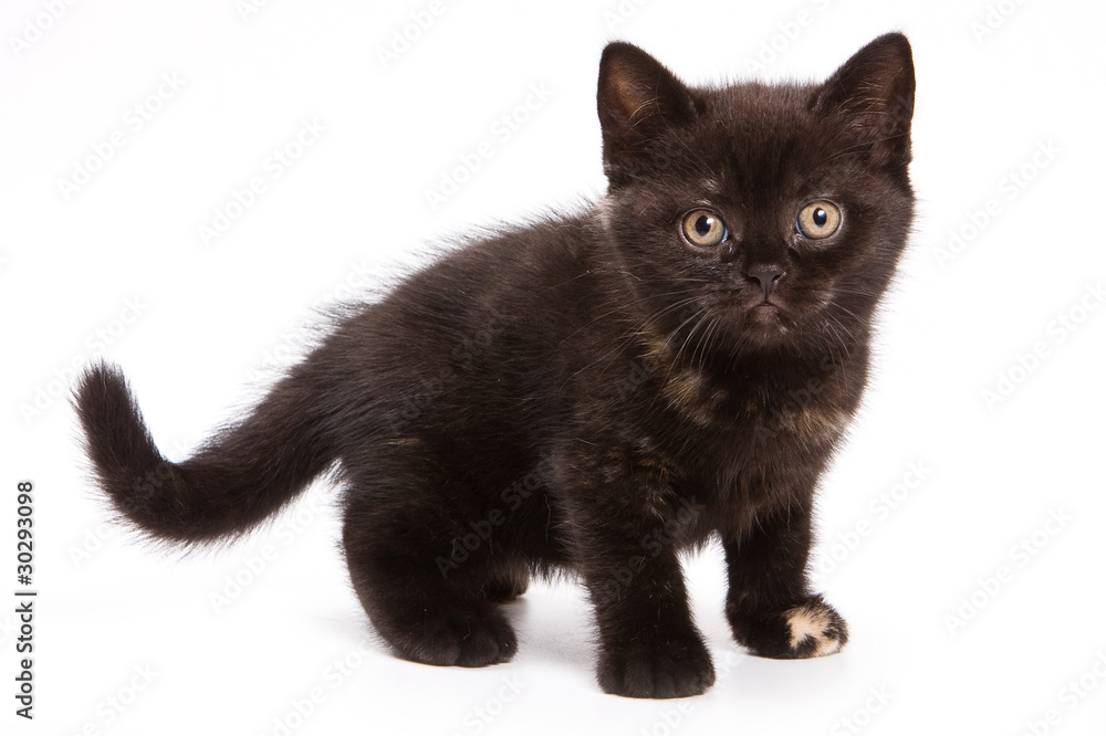 British kitten on white background British kitten on white background