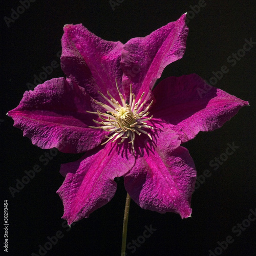 Clematis-Hybride Niobe photo