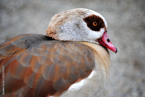 Anatra Mandarino photo