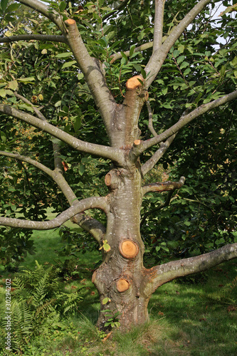 arbre, taille d'automne