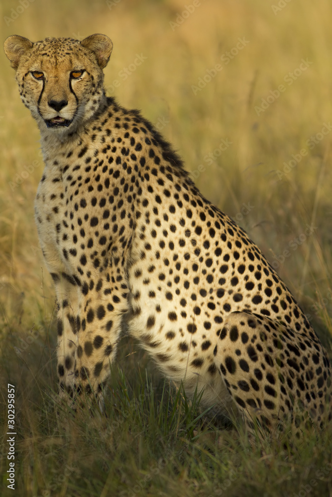 Cheetah Cheetah