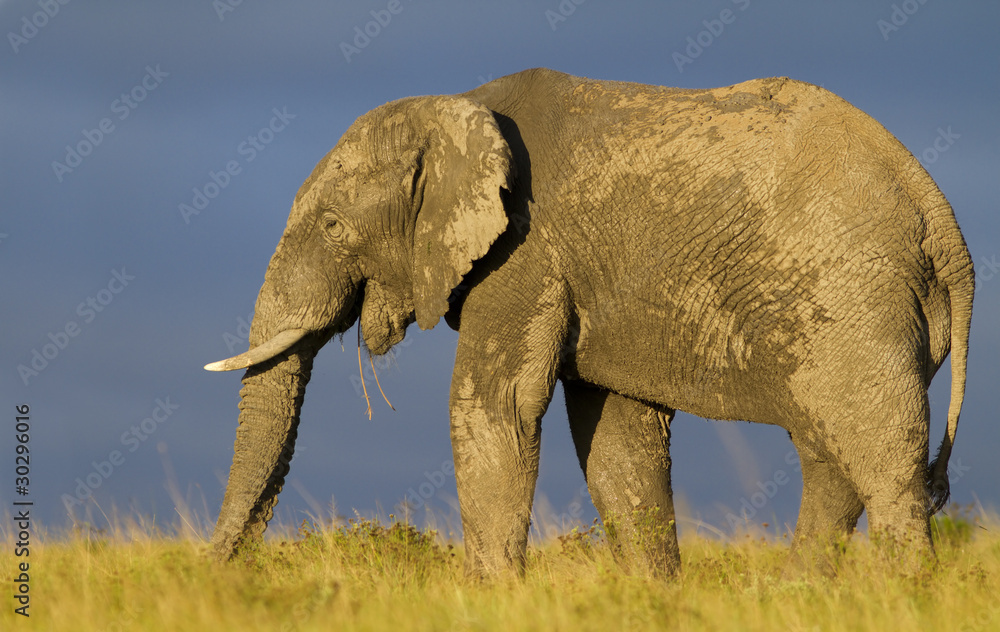 Fototapeta premium African Elephant