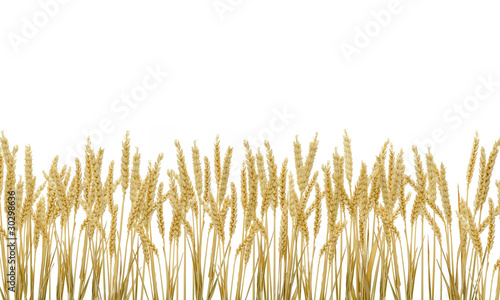 Champ de blé sec sur fond blanc