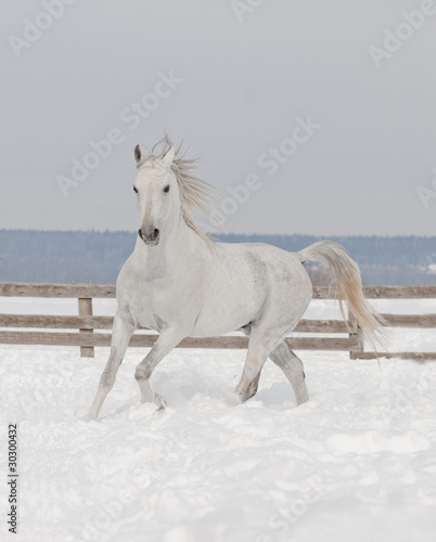 white arabiane horse