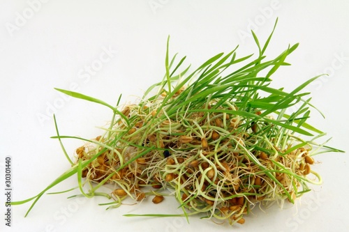 green sprouts of wheat