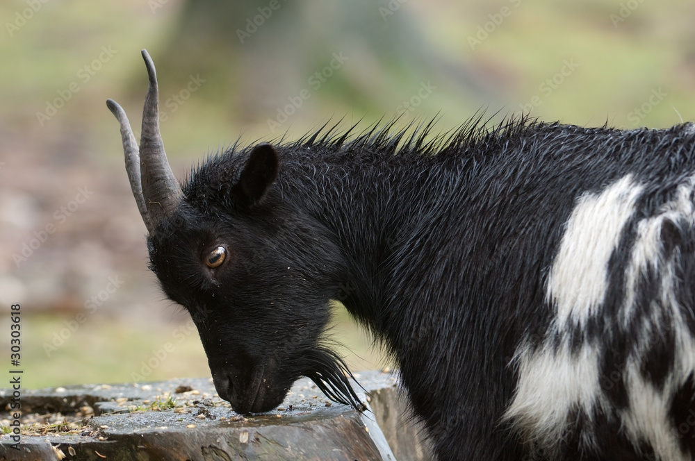 Zwergziege, Pygmy goat Zwergziege, Pygmy goat