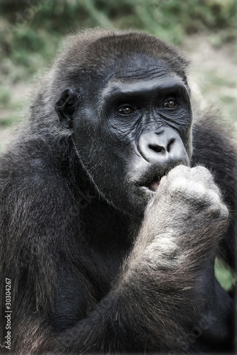 female gorilla © yairleibo
