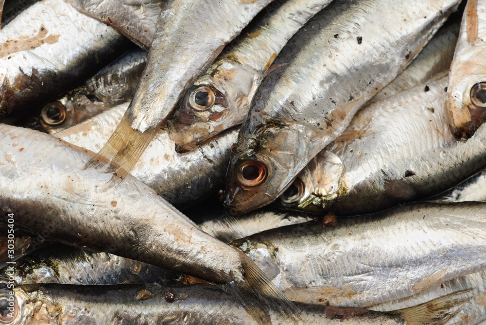 Obraz premium Salty fish sprat background