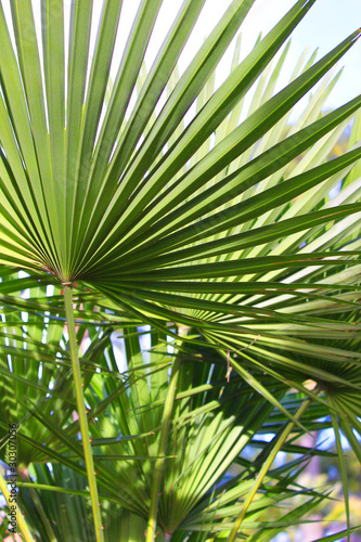 La feuille du palmier