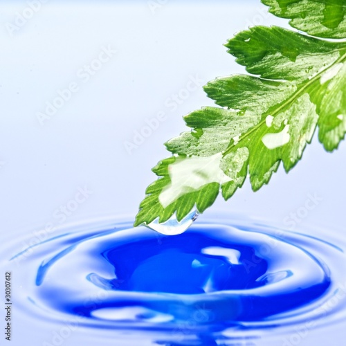 Fresh green leaf reflected in rendered water