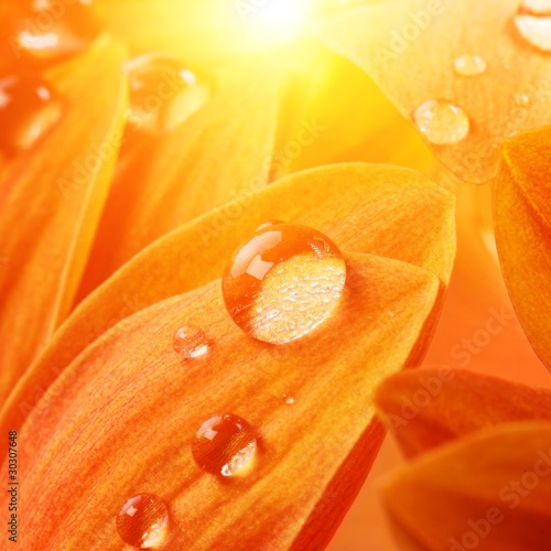 Orange flower petals with water drops on it