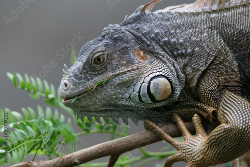 Fototapeta Naklejka Na Ścianę i Meble -  Black Iguana (Ctenosaura similis) - Roatan Honduras
