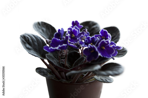 violet saintpaulia on white background photo