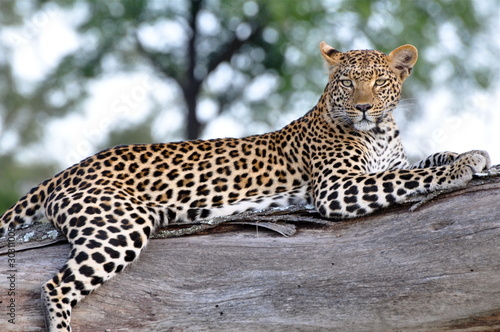 Leopard © HeresTwoPhotography