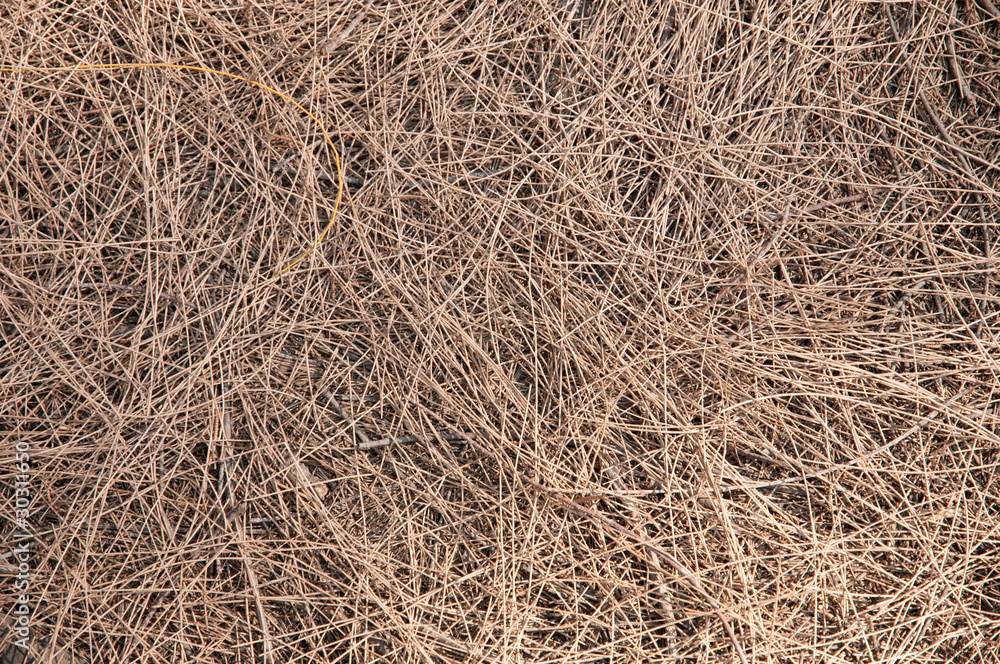 Great background texture of red fir needles Great background texture of red fir needles