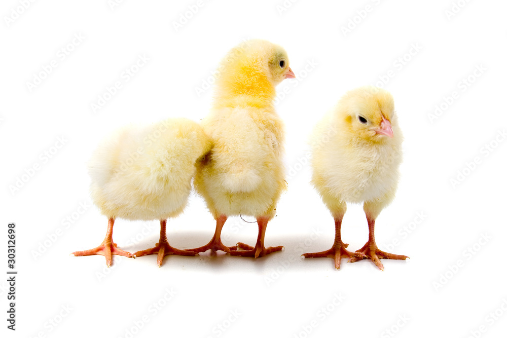 Obraz premium Chickens