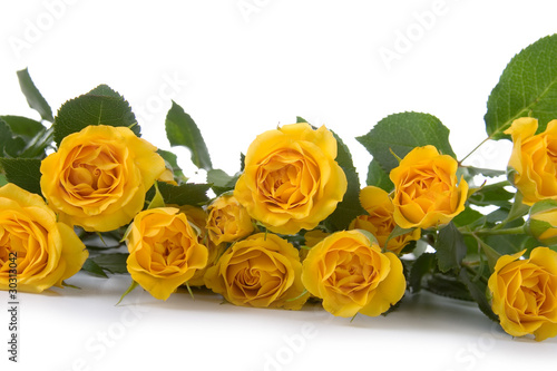 Beautiful yellow roses