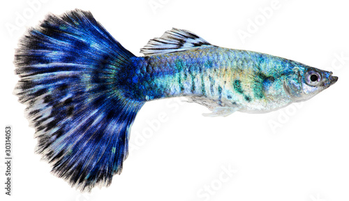 Blue guppy fish. Poecilia reticulata
