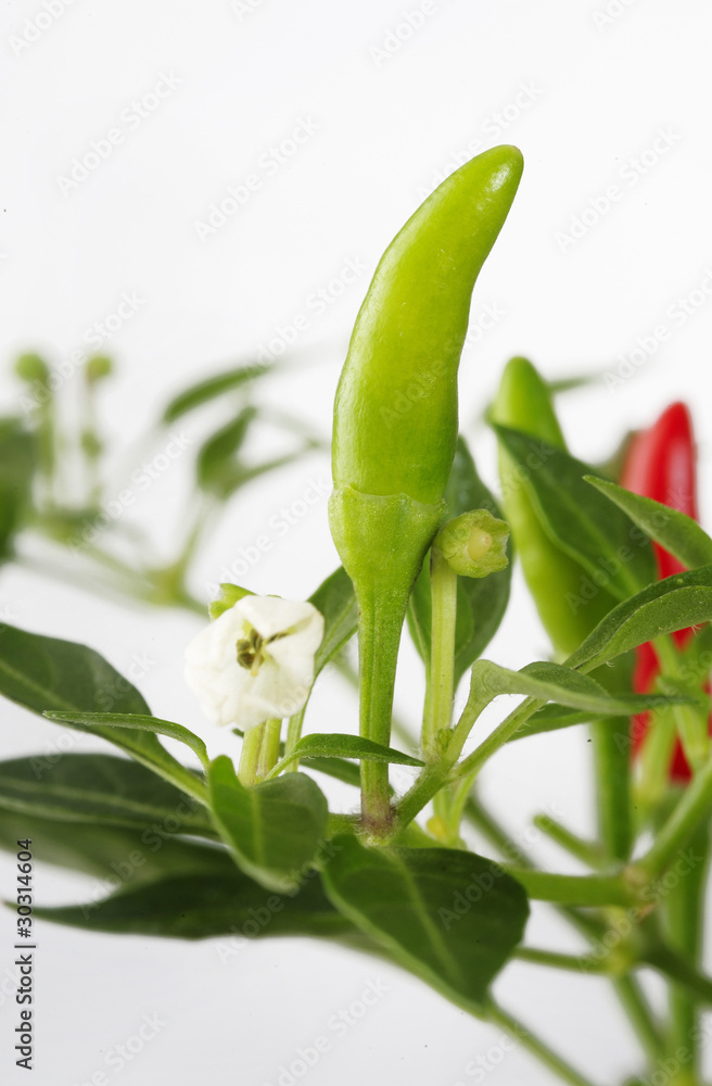 Obraz premium fresh pepper tree
