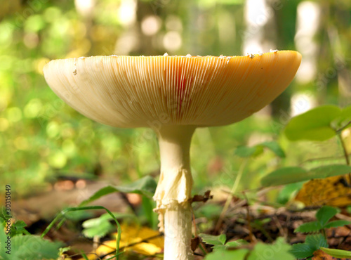 Front view of death cap