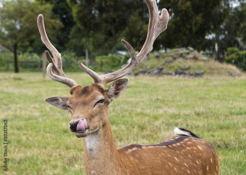Fototapeta premium Deer licking its lips