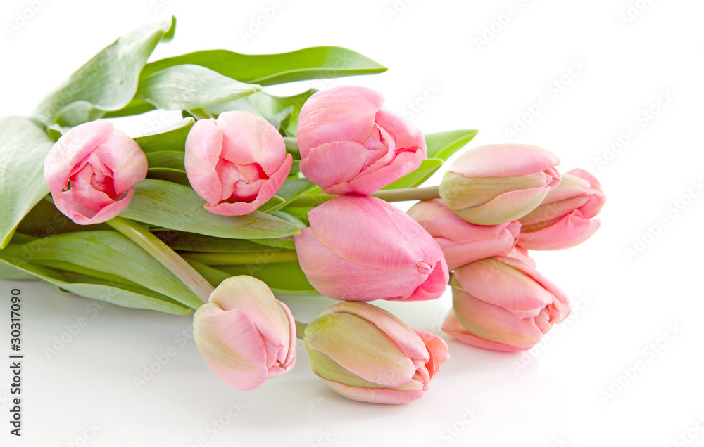 Bouquet of pink Dutch tulips over white background Bouquet of pink Dutch tulips over white background