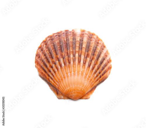 Brown shell isolated on white