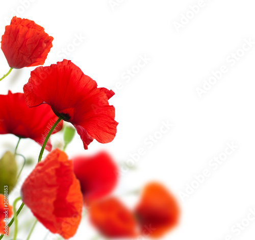 Fotografie, Obraz summer scene, red poppies isolated on white
