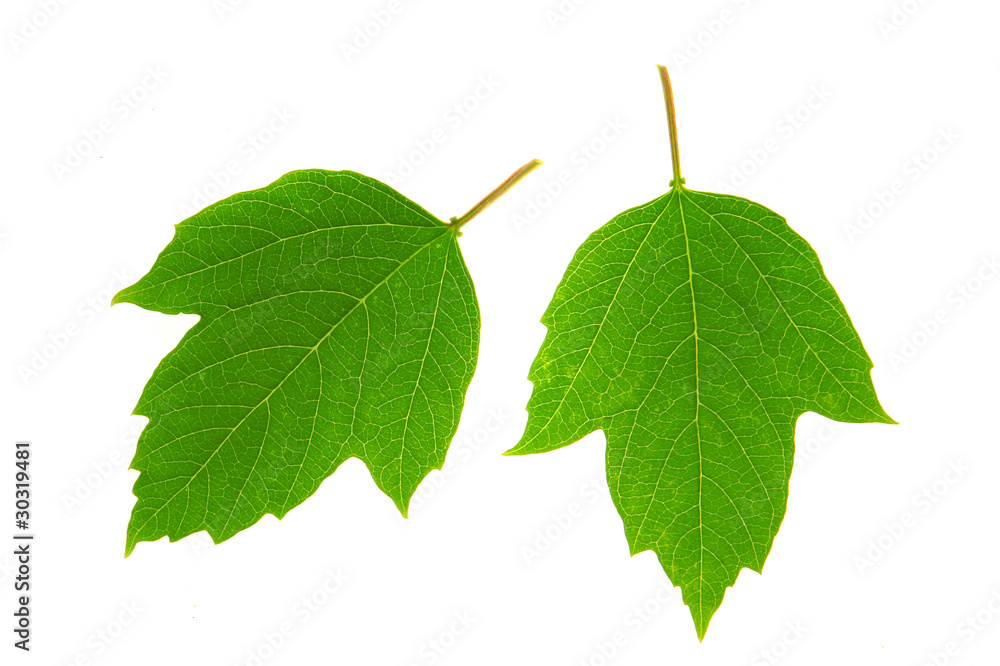 Fototapeta premium Guelder-rose leaf