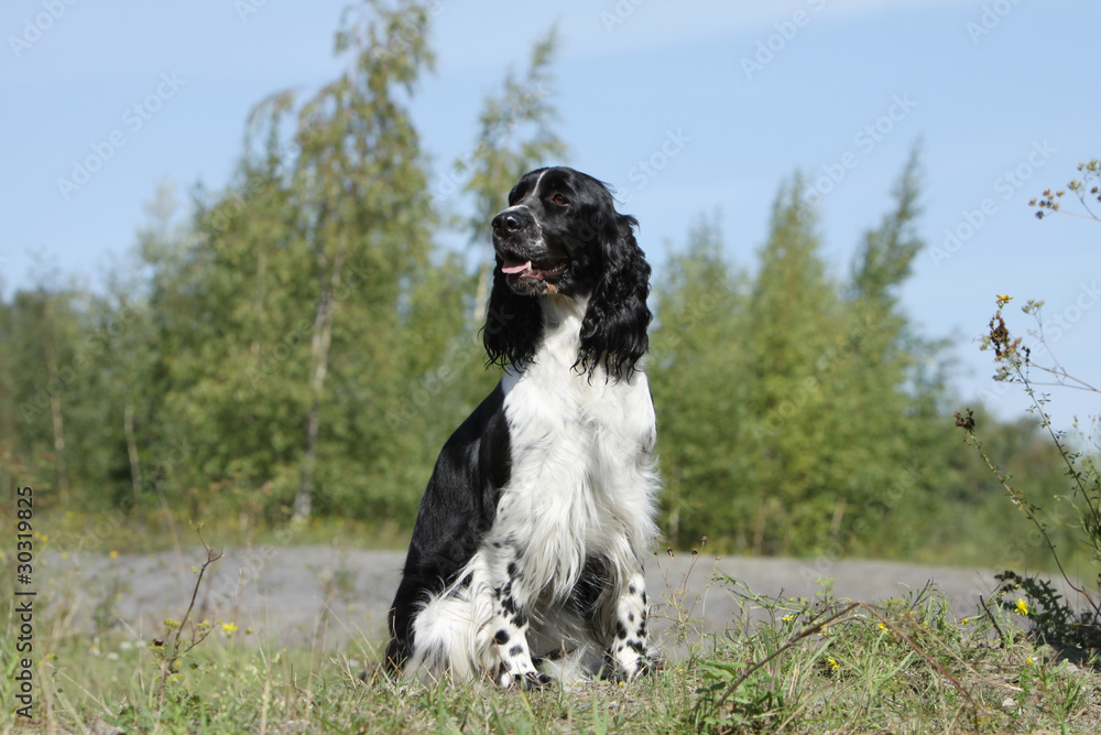 chien de chasse noir et blanc assis de face Stock Photo | Adobe Stock