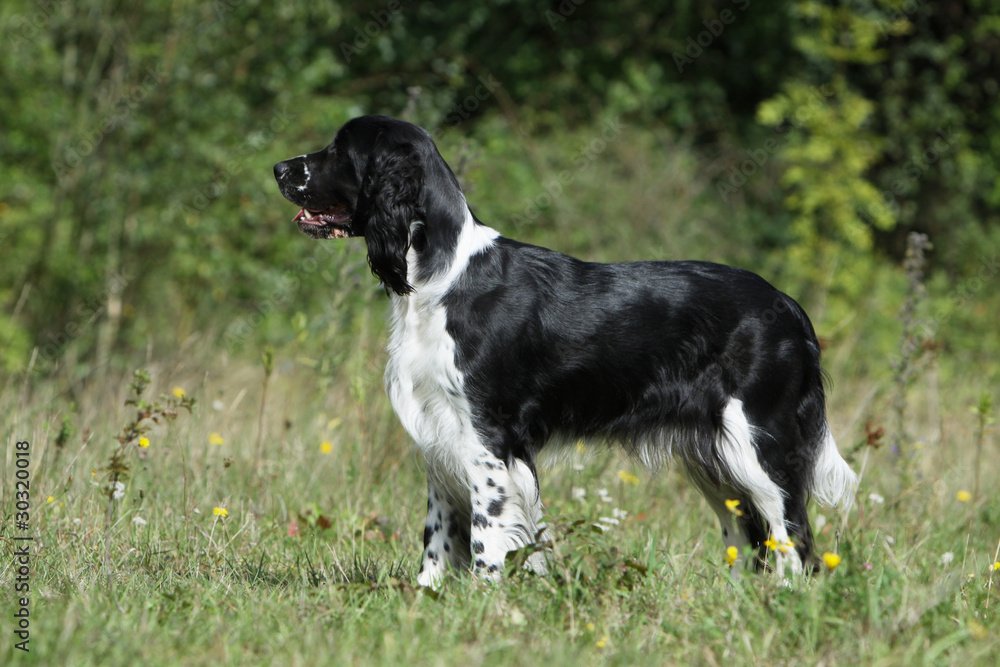 english springer spaniel black and white on profile