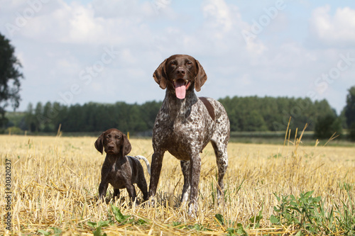 femelle braque et son chiot debout dans la même position