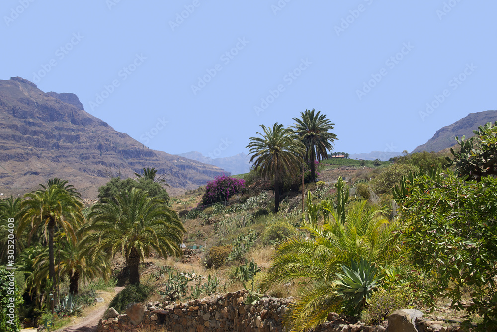 Palmy i góry na wyspie Gran Canaria - obrazy, fototapety, plakaty 