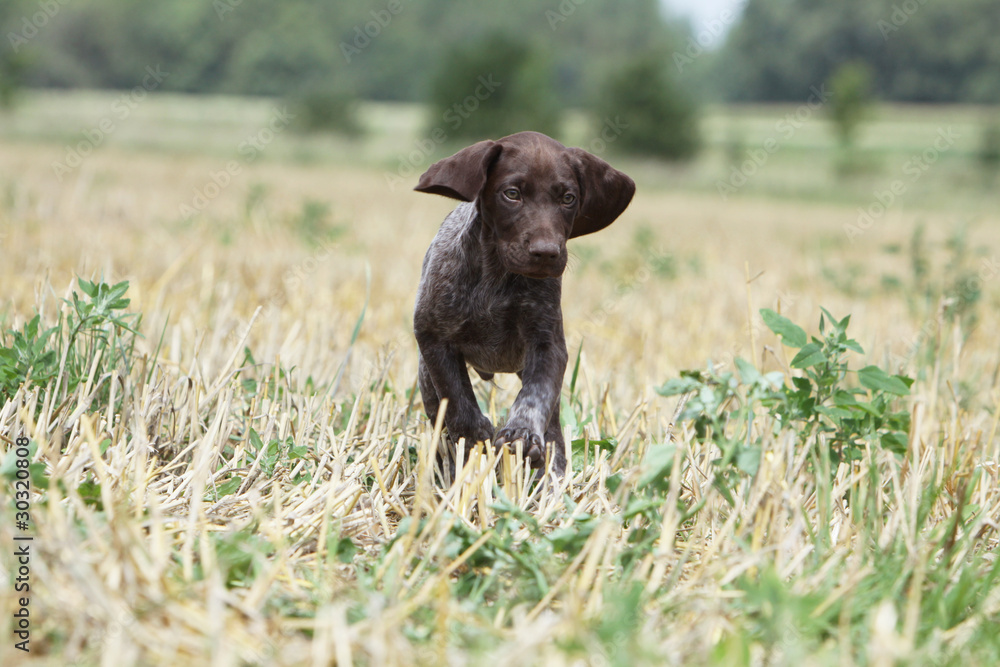 young german pointing dog running young german pointing dog running