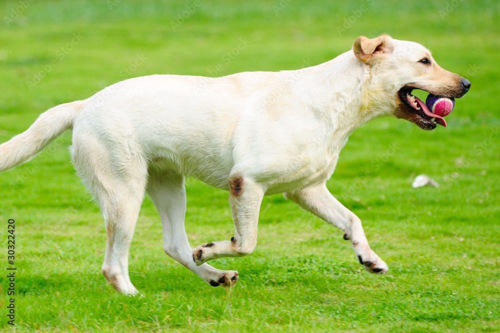 Labrador dog running