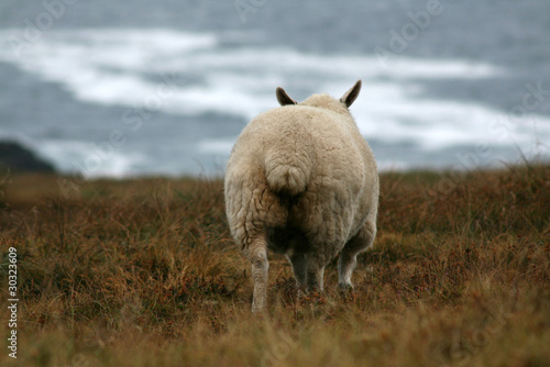 mouton