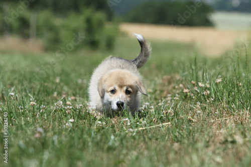 jeune welsh corgi rampant sur le sol