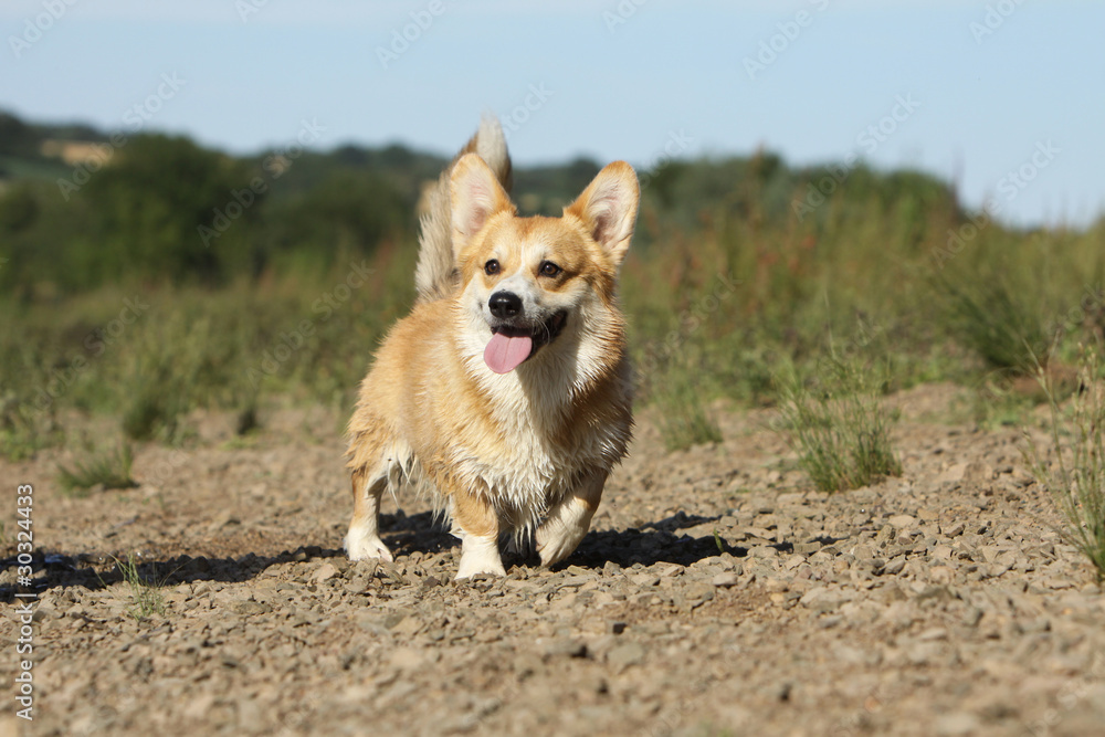 Fototapeta premium welsh corgi pembroke content