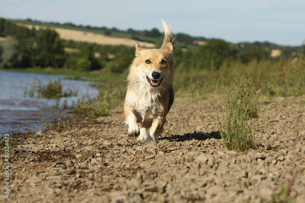 Fototapeta premium welsh corgi courant sur la berge