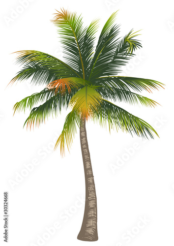 Coconut palm tree on a white background