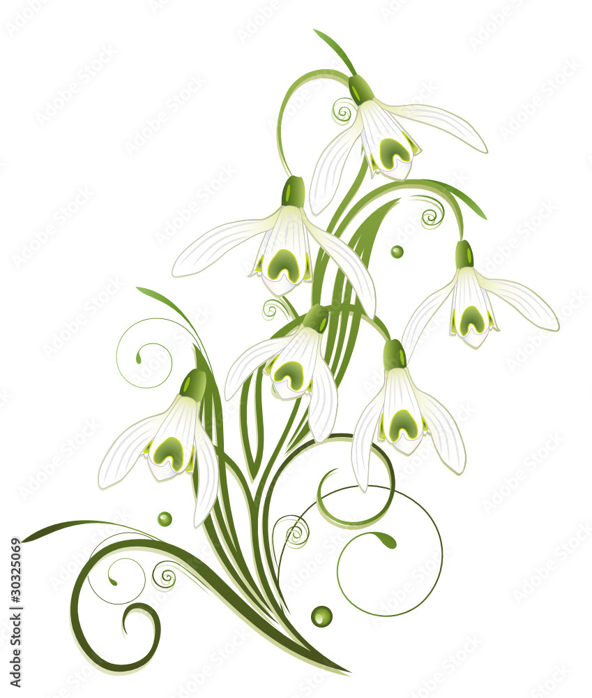 Schneeglöckchen, Ranke, flora, Frühling, Blume Stock Vector | Adobe Stock