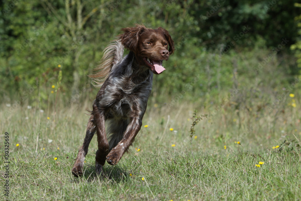 joli allure de l'épagneul breton très élégant
