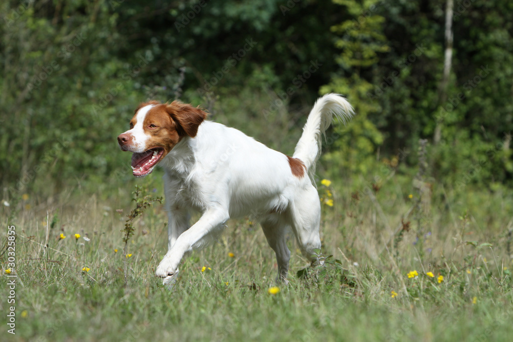 brittany spaniel jumping and running