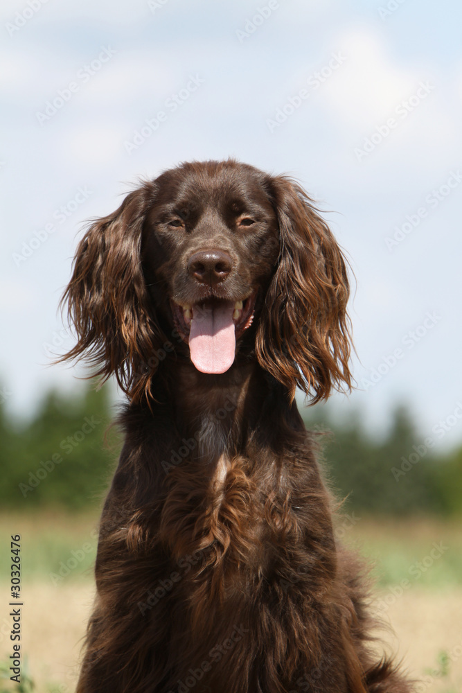 portrait d'un langhaar