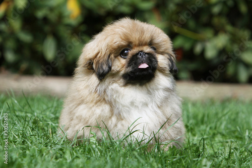 chiot pékinois langue sortie