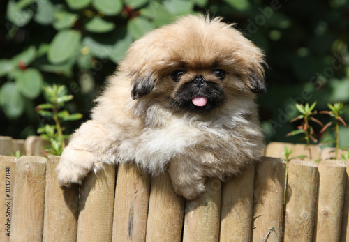 jeune chien pékinois mignon photo