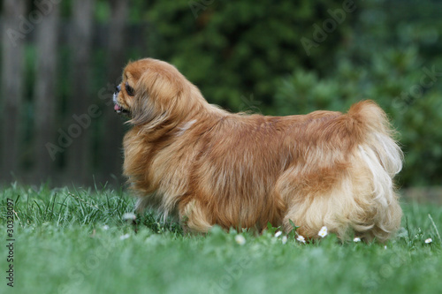 magnifique chien pékinois marron de profil